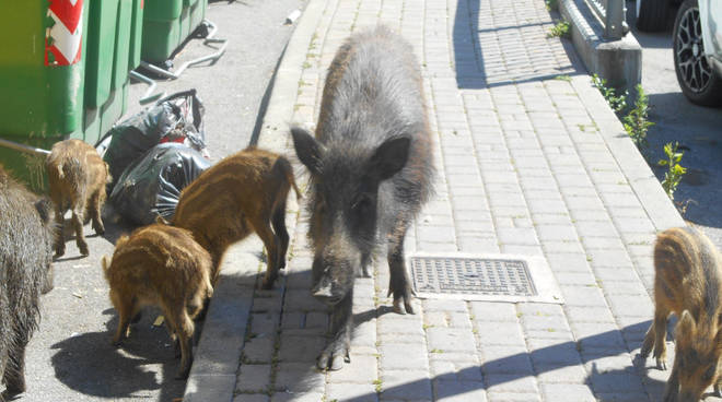 Quezzi, i cuccioli di cinghiale consegnati “in pasto” ai cacciatori: gli animalisti si mobilitano