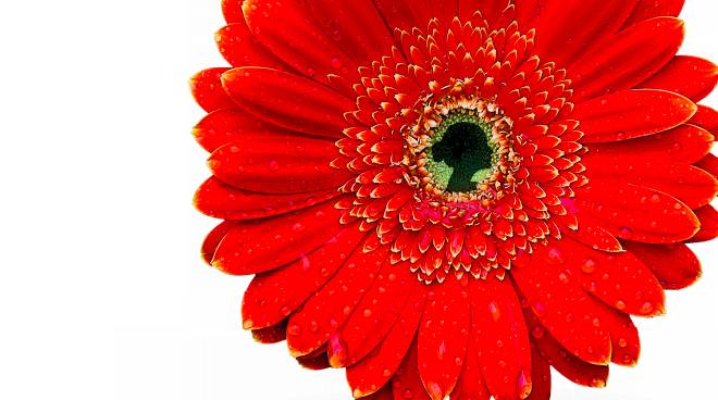Fiore SOSpeso, una gerbera rossa per dire no alla violenza sulle donne